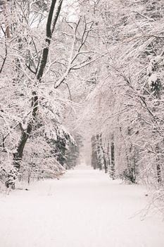 Discover a pristine snowy forest path enveloped in winter's beauty.