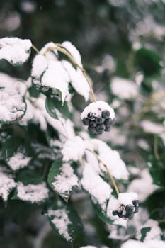 Close-up of snow-covered berries on a bush, showcasing winter's beauty.
