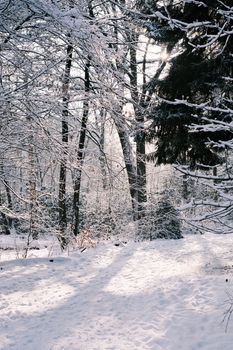 A tranquil winter scene with snow-covered trees under soft morning sunlight.