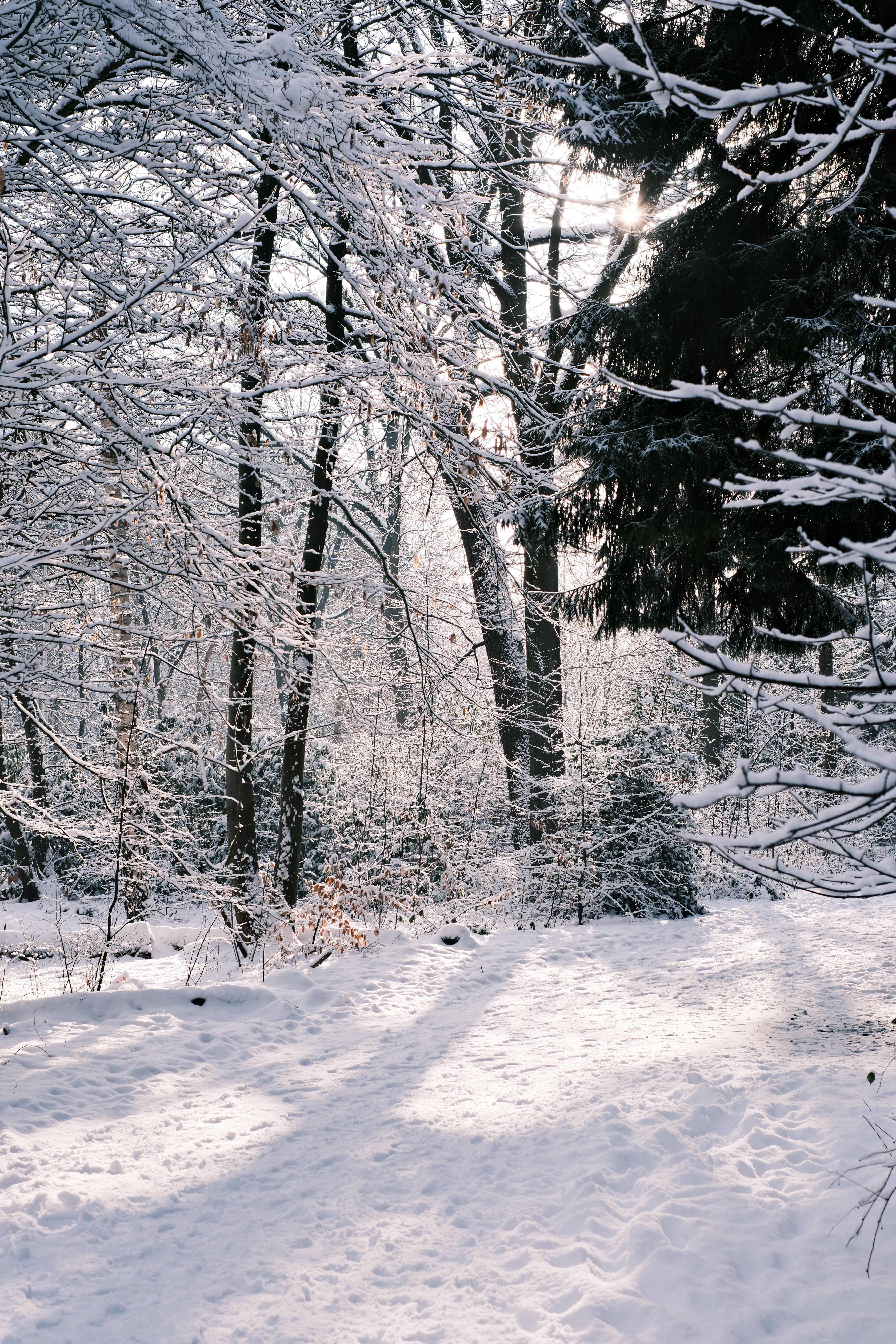 Serene Snow Covered Forest in Winter Morning Light · Free Stock Photo