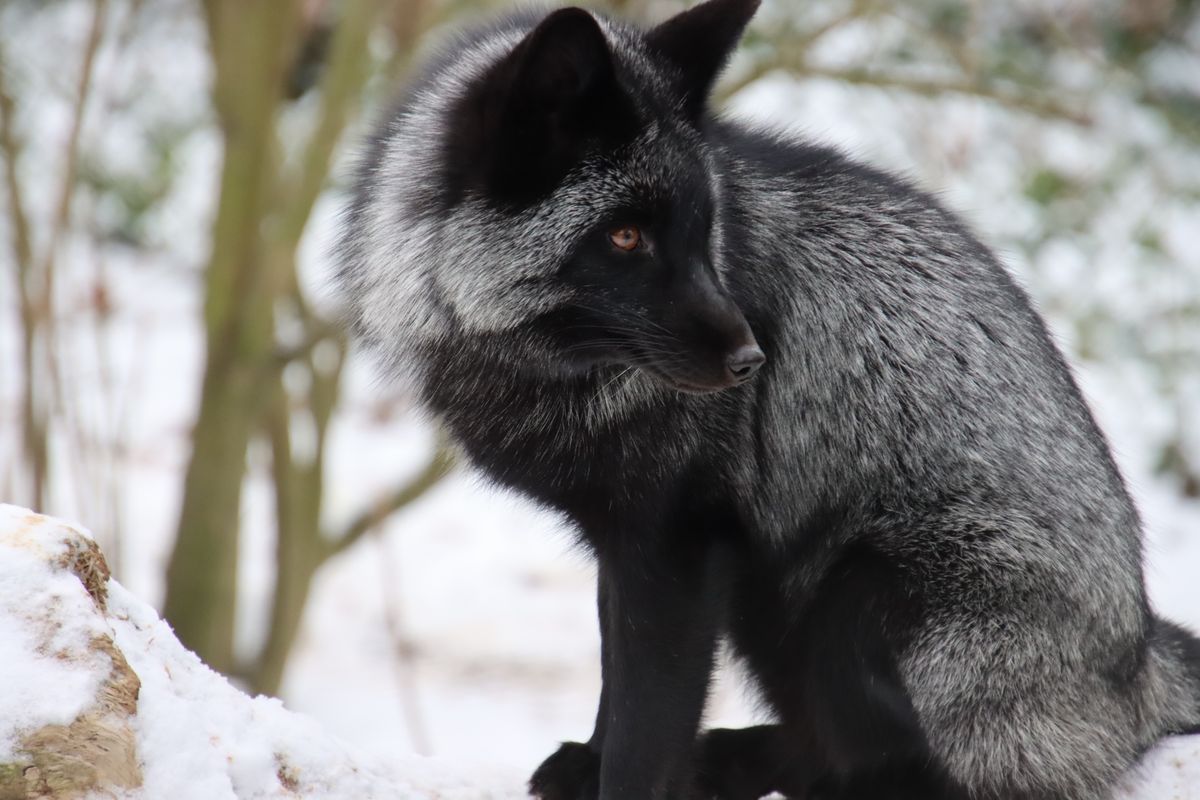Renard argenté au pelage noir et gris debout dans la neige