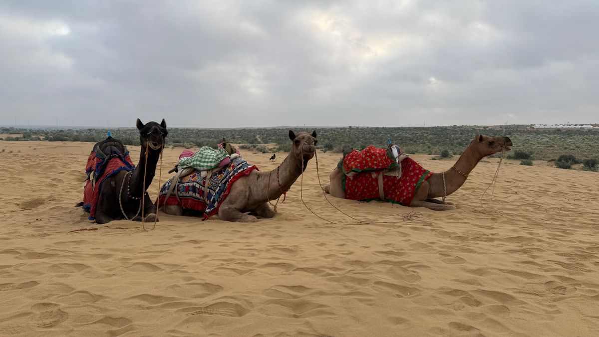 Decorated camels resting on the Thar Desert sand near Kanoi, Rajasthan