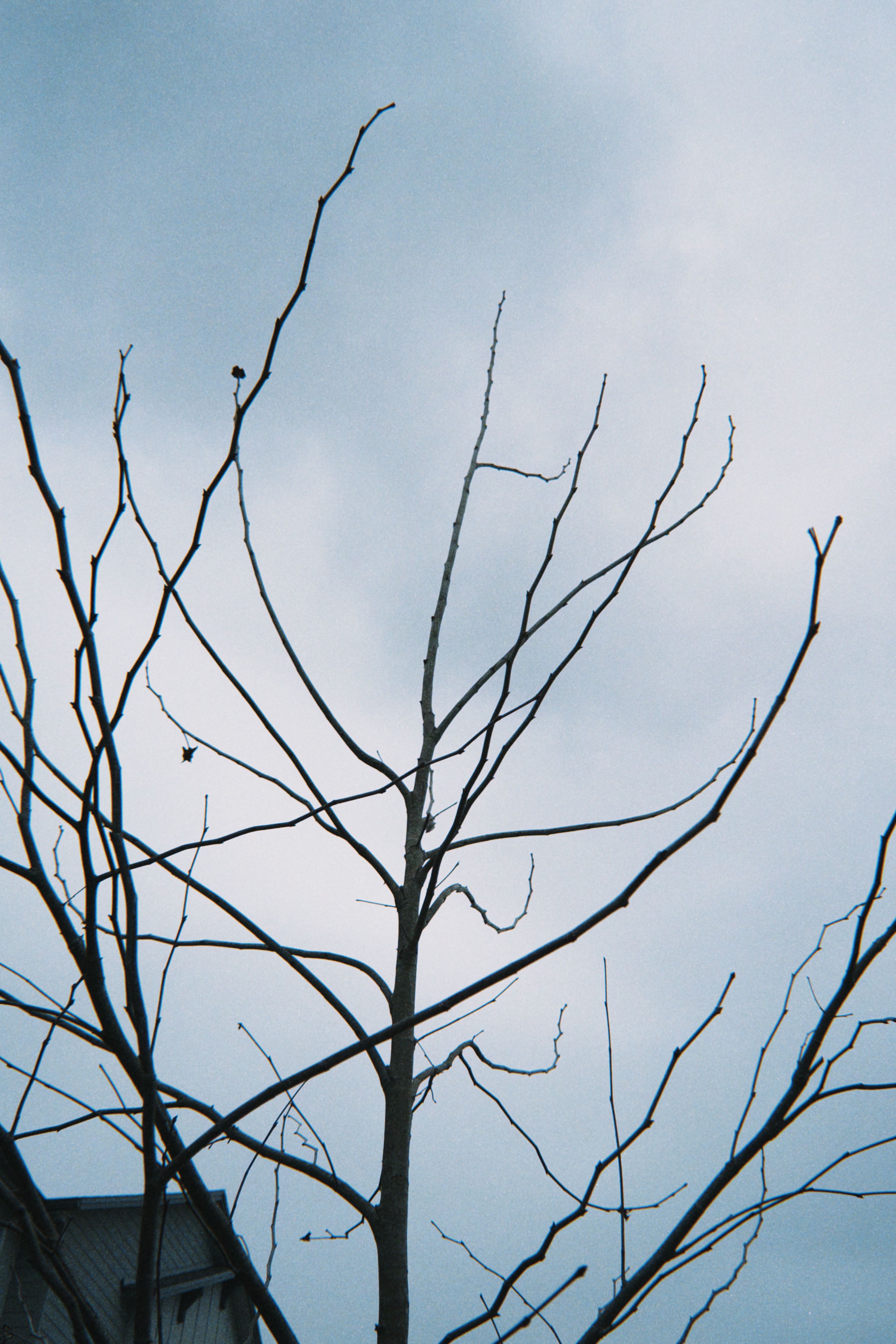 Silhouette of Bare Tree Against Cloudy Sky · Free Stock Photo