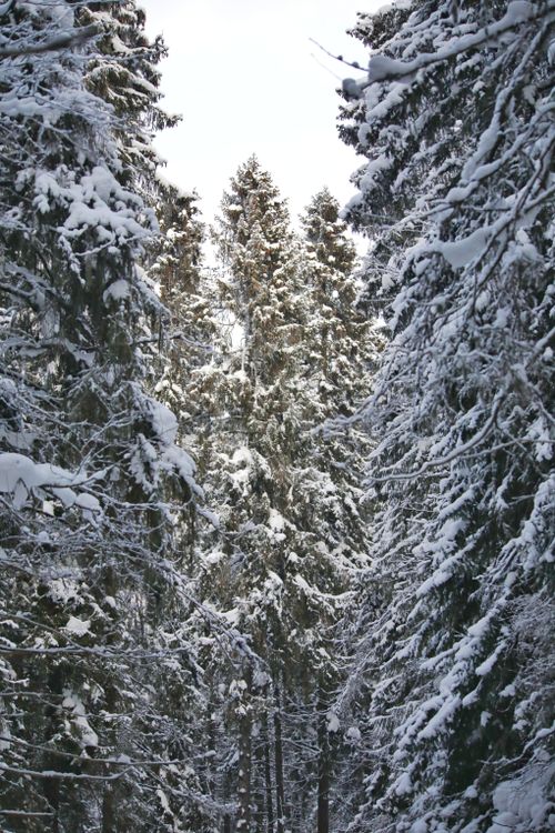 Free Dense forest with snow-laden trees creating a serene winter scene. Stock Photo
