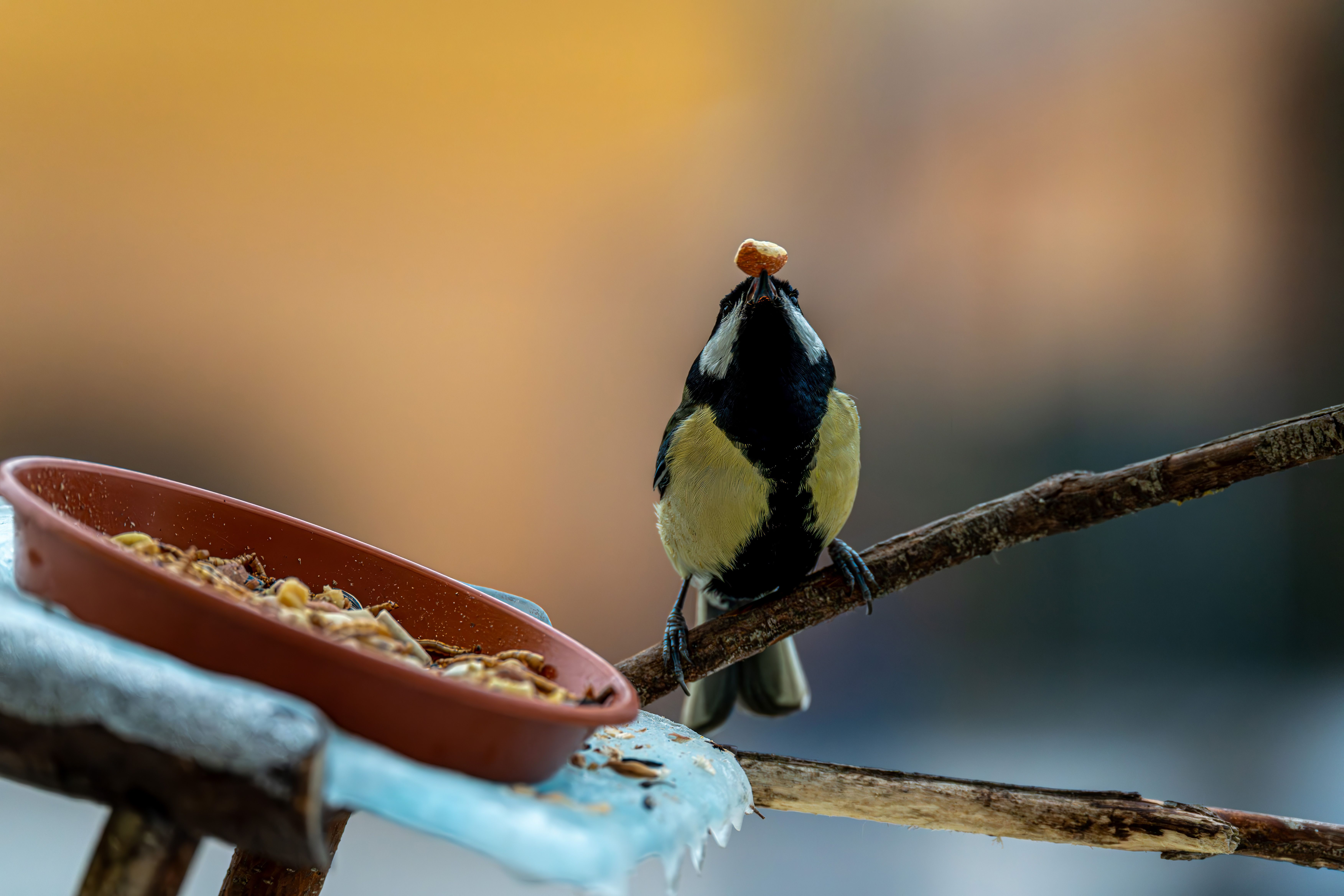 Premium-Flockenfutter in hoher Qualität
