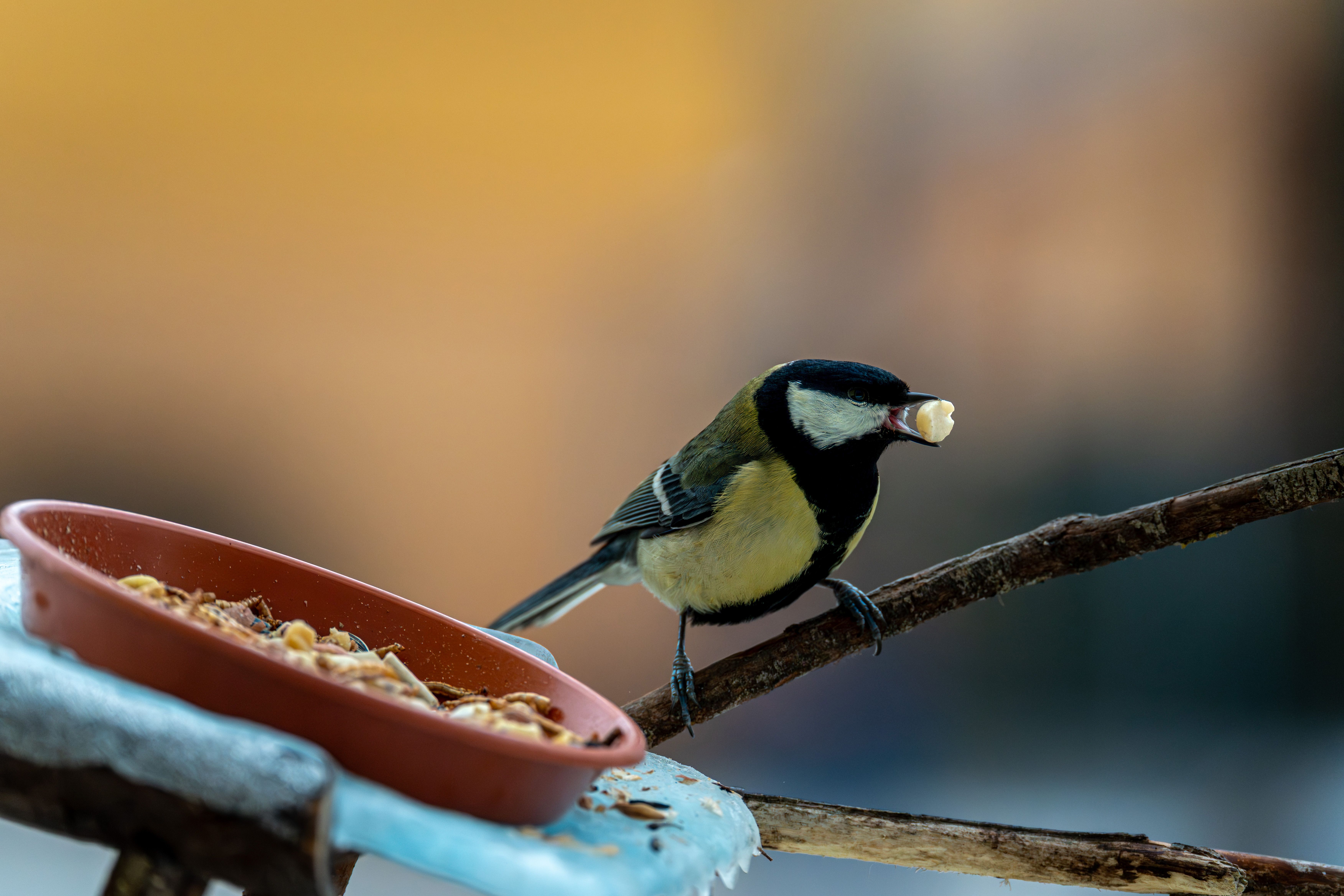 Bird Watching
