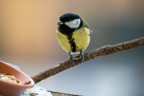 Free A great tit perched on a branch in winter, showcasing its vibrant plumage. Stock Photo