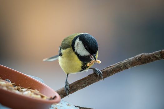 Close-up of a coal tit bird eating a mealworm on a branch outdoors.