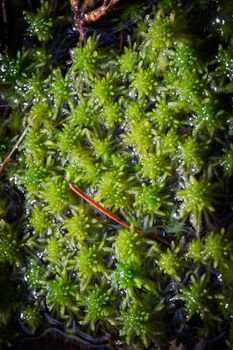 Detailed macro photograph capturing the lush green textures of a bog moss ecosystem.