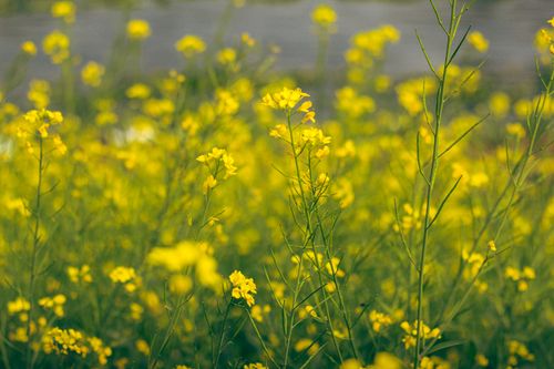 Free Vibrant yellow rapeseed flowers in full bloom on a sunny day, typical for spring in Bangladesh. Stock Photo