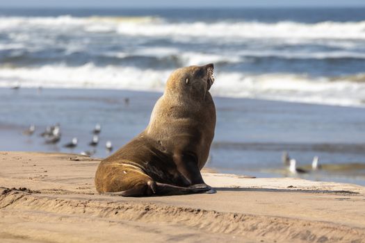 A Cape Fur Seal sunbathing on a sandy beach with ocean waves in Namibia.