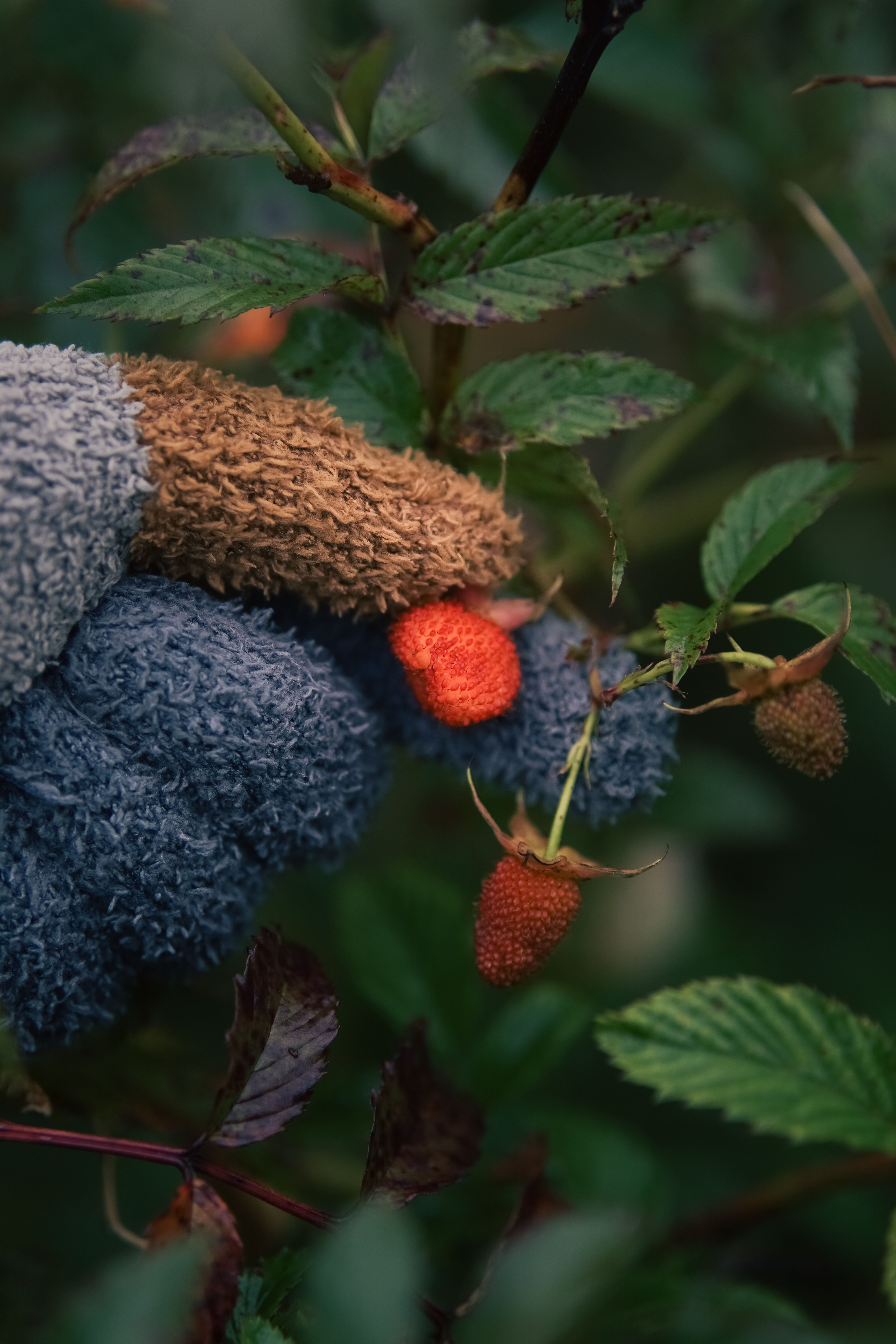 Gloved hand picking ripe raspberries among green foliage. Ideal for gardening and harvest themes.