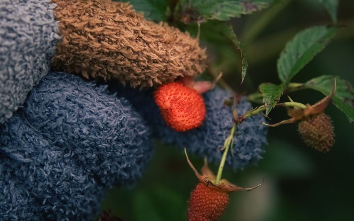Gloved hand picking ripe raspberries among green foliage. Ideal for gardening and harvest themes.