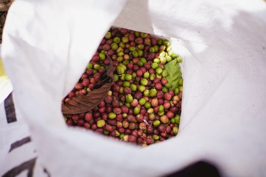 ethical coffee farming