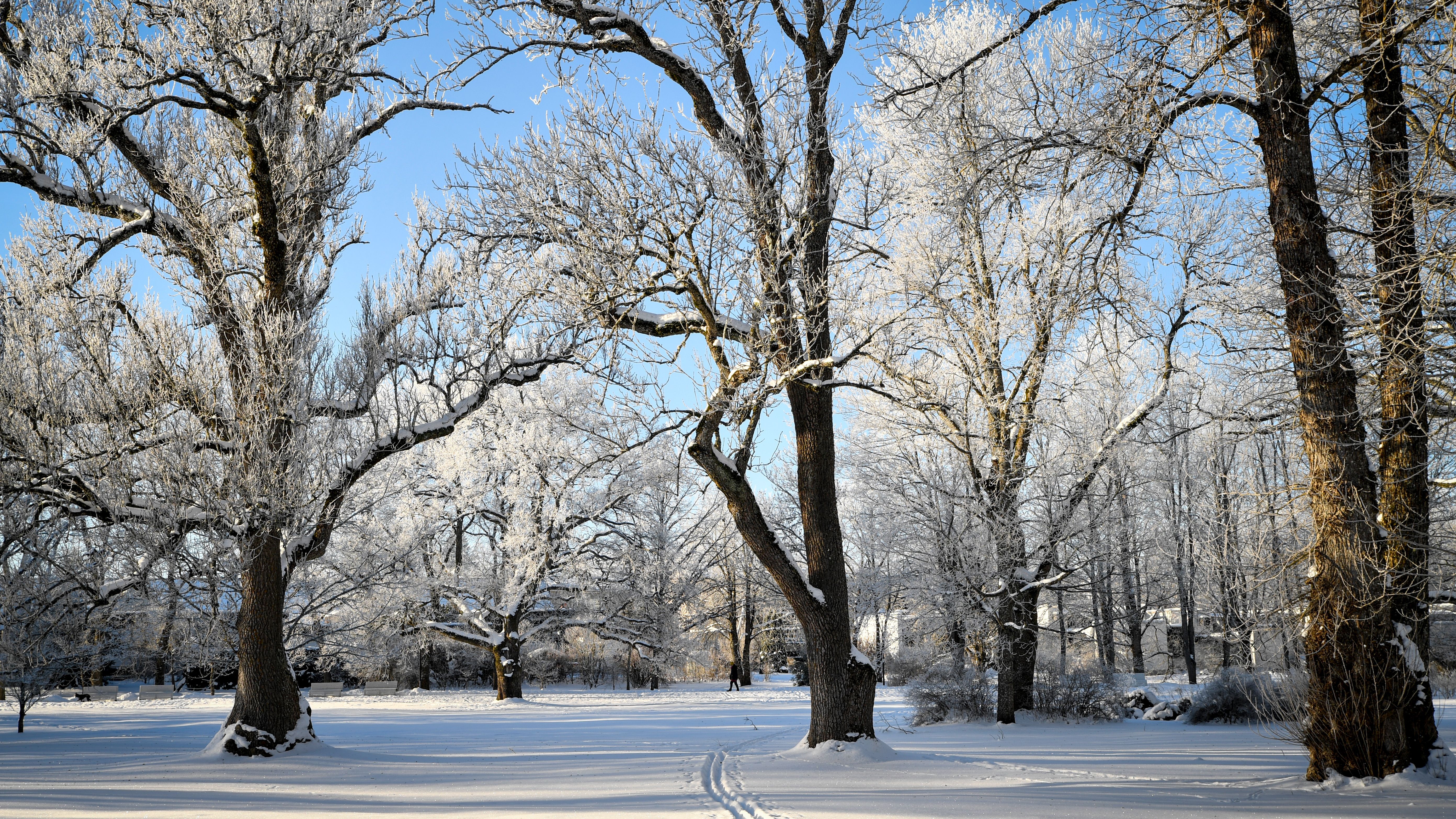 Serene Winter Landscape in Saku, Estonia · Free Stock Photo