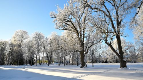 Free A tranquil winter scene with frost-covered trees in Saku, Estonia. Stock Photo