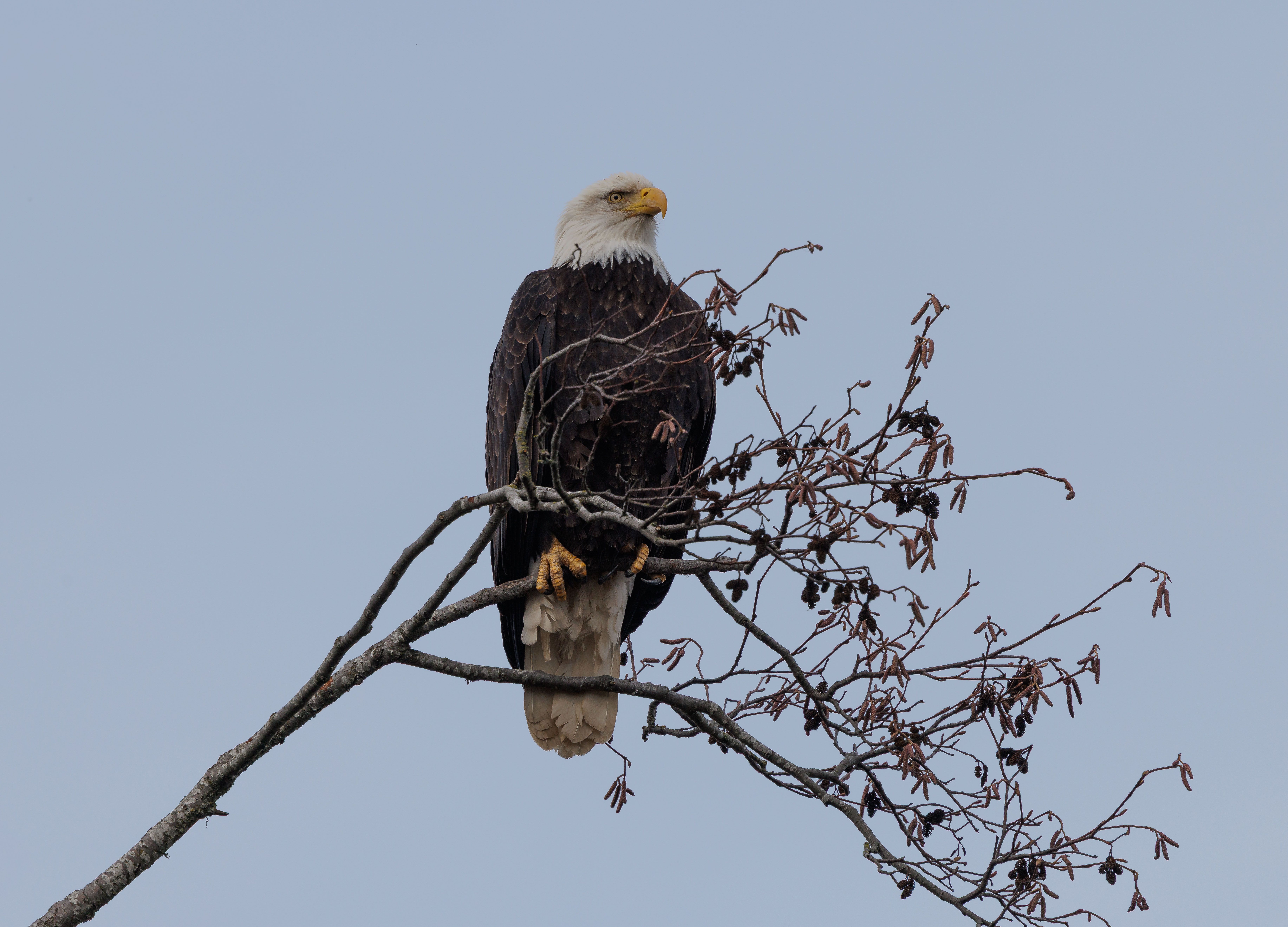 Majestic Bald Eagle Perched on Tree Branch · Free Stock Photo