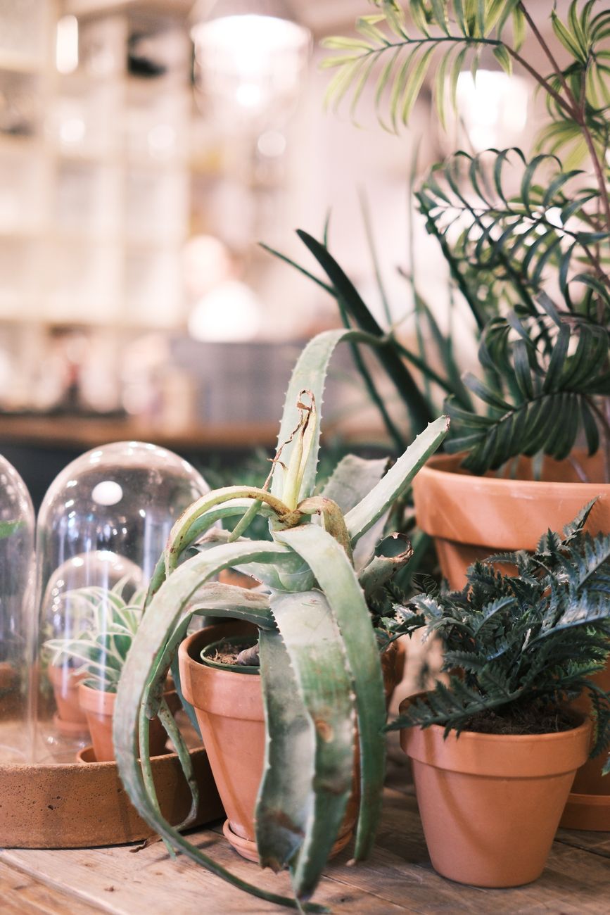 Close-up of indoor succulent and fern plants in terracotta pots on a wooden table.