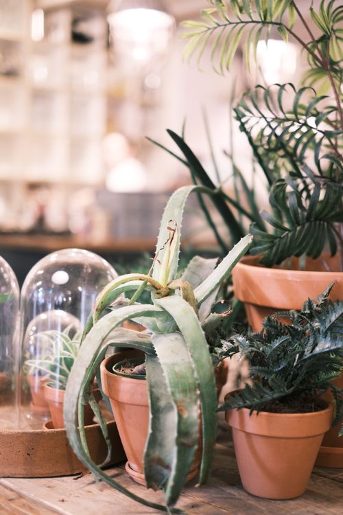 Free Close-up of indoor succulent and fern plants in terracotta pots on a wooden table. Stock Photo