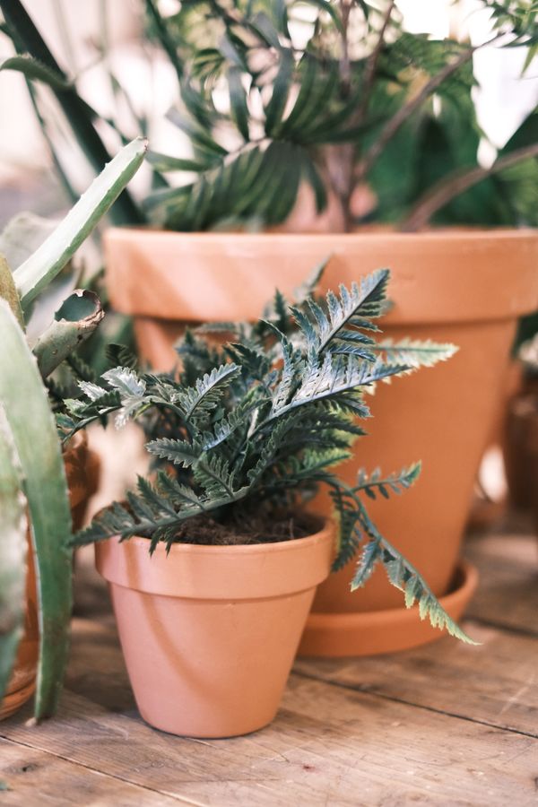 A holly fern in a small terracotta pot on a wooden table