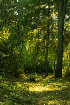 A serene forest path with sunlight filtering through trees in Texcalyacac, Mexico.