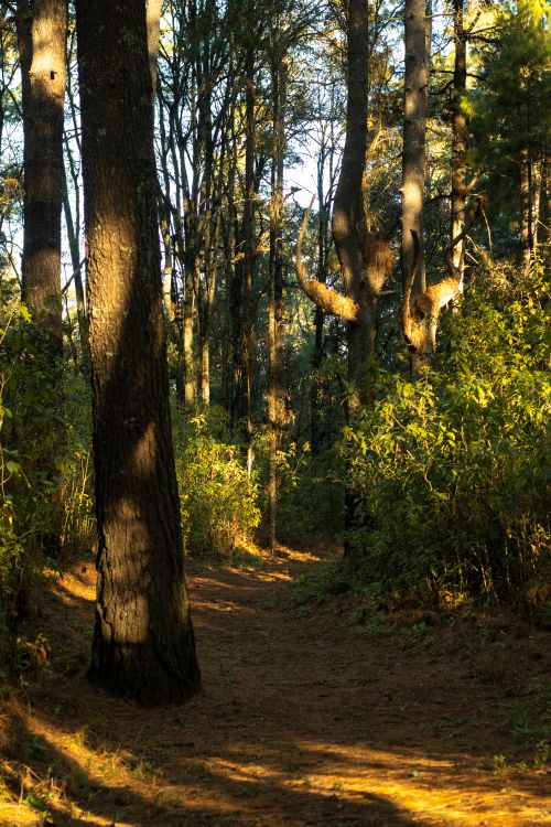 Free Peaceful woodland path bathed in sunlight in the forests of Texcalyacac, Mexico. Stock Photo