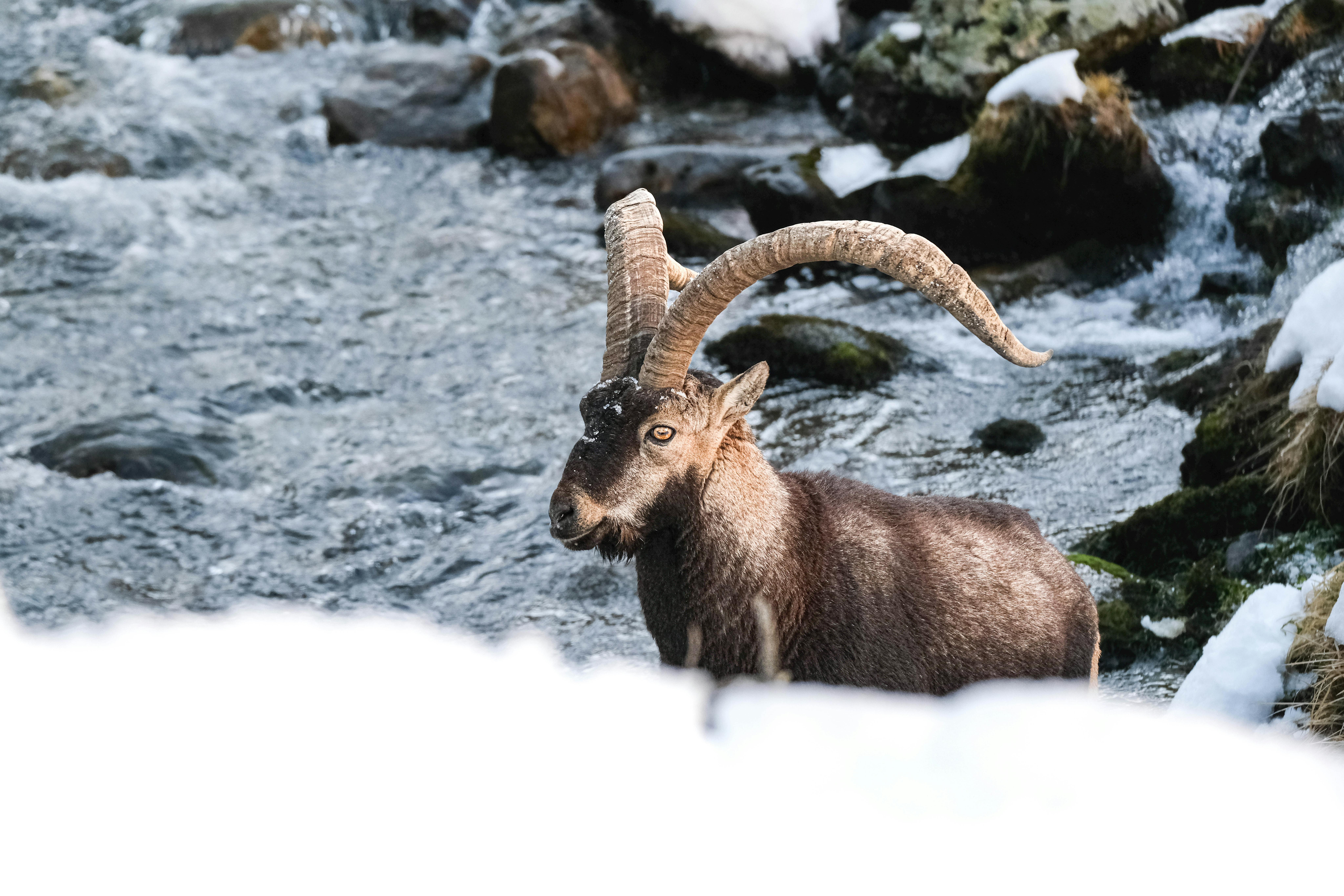Gratuit Un magnifique bouquetin des Alpes se dresse au bord d'un ruisseau enneigé, exhibant ses cornes majestueuses en Occitanie, en France. Photos
