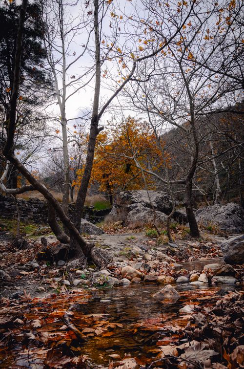 Free Tranquil autumn scene with bare trees and fallen leaves in Denizli, Türkiye. Stock Photo