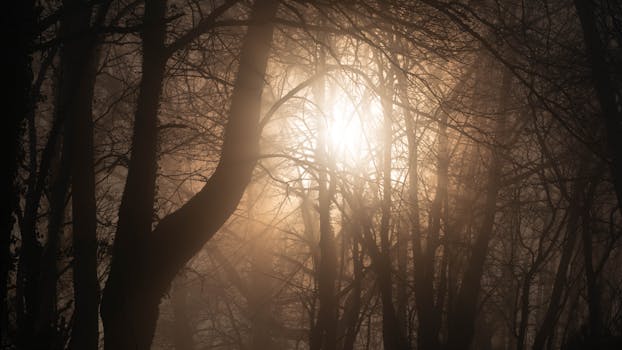 Sunlight breaks through foggy trees in Occitanie's serene forest.