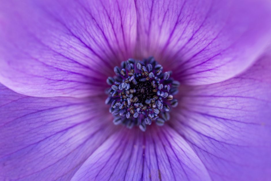 Macro shot of a vibrant purple anemone flower showcasing its detailed petals and pistil, creating a captivating floral pattern.