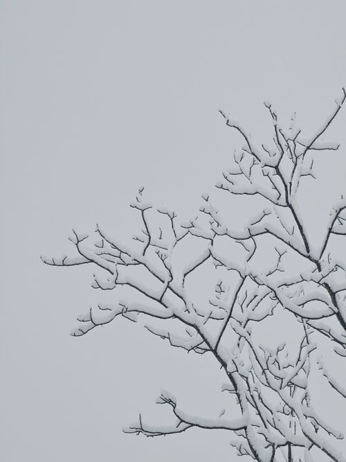 Free Close-up of snow-covered tree branches in winter against a gray sky, capturing serene simplicity. Stock Photo