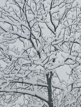 A tranquil snow-covered tree branches captured during winter season, showcasing nature's beauty.