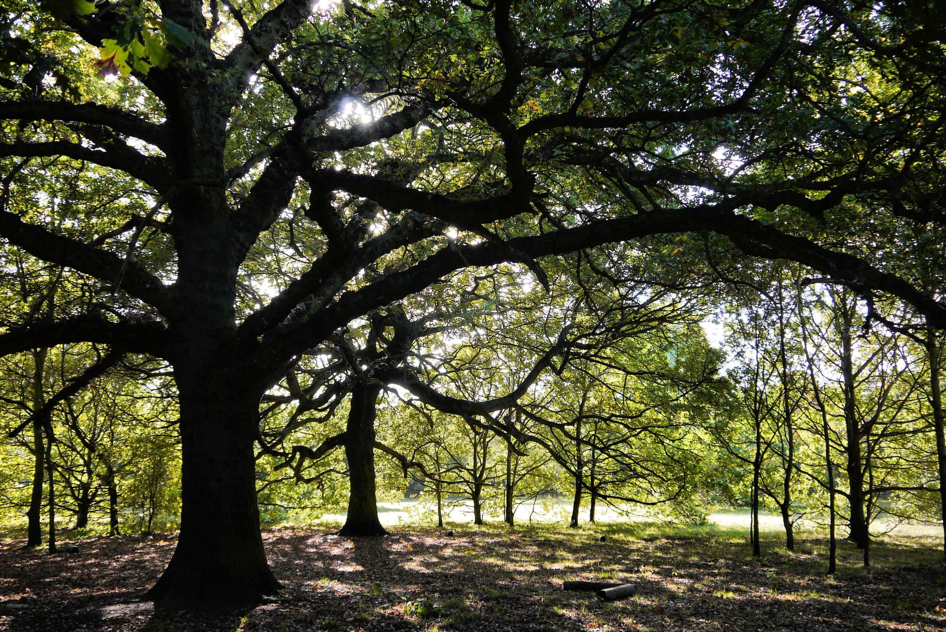 A majestic ancient oak tree with broad spreading branches in an English forest, Nottinghamshire