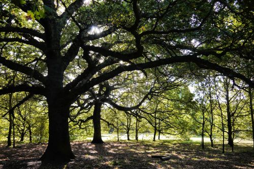 Free A majestic oak tree with sprawling branches in a sunlit autumn forest in England. Stock Photo