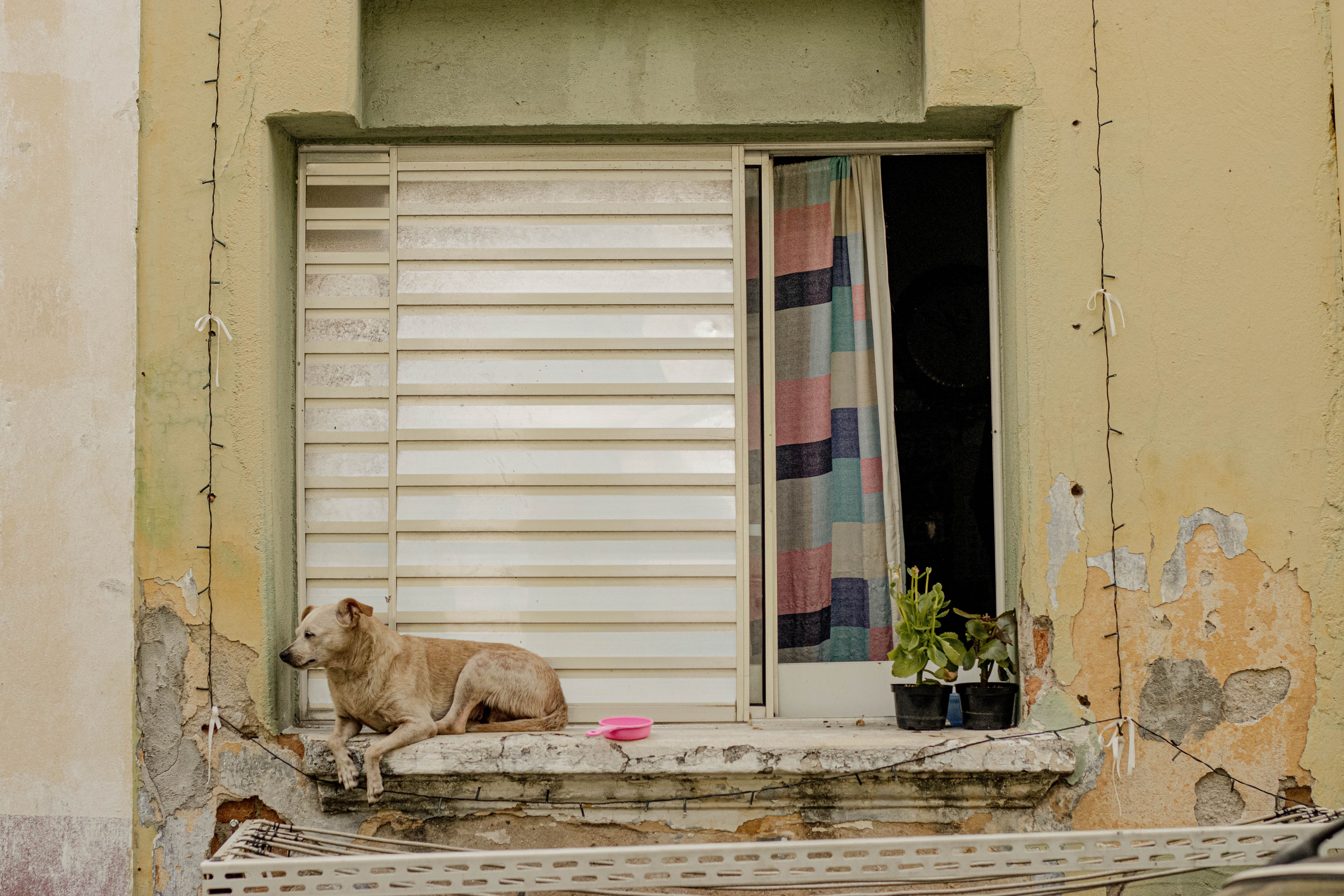 A dog rests peacefully on a weathered urban window sill next to plants, against an aged wall.