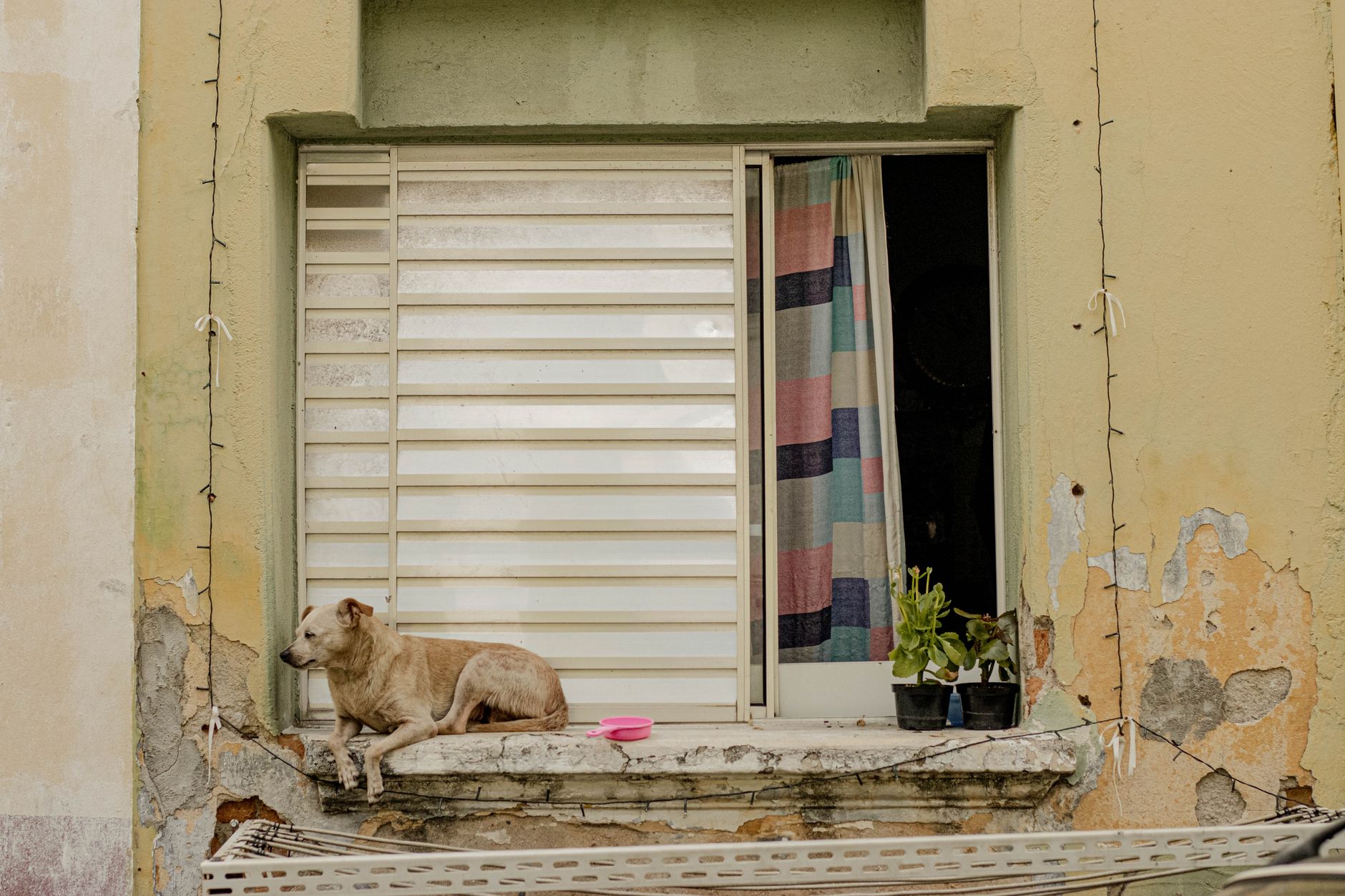 A dog rests peacefully on a weathered urban window sill next to plants, against an aged wall.