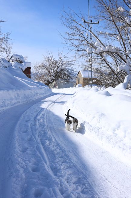 Cats stroll down a snow-covered rural path in winter, surrounded by trees and snowdrifts.