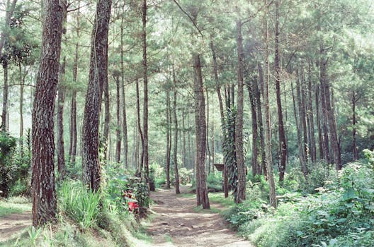 Explore a tranquil path through a lush pine forest with abundant greenery and sunlight filtering through the trees.