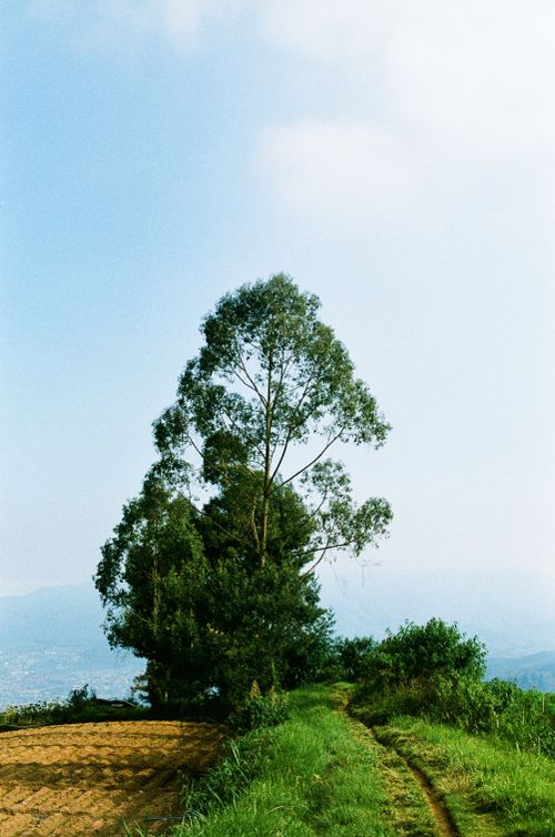 Free A peaceful landscape featuring grassy hills, a tree, and a clear blue sky, capturing nature's tranquility. Stock Photo