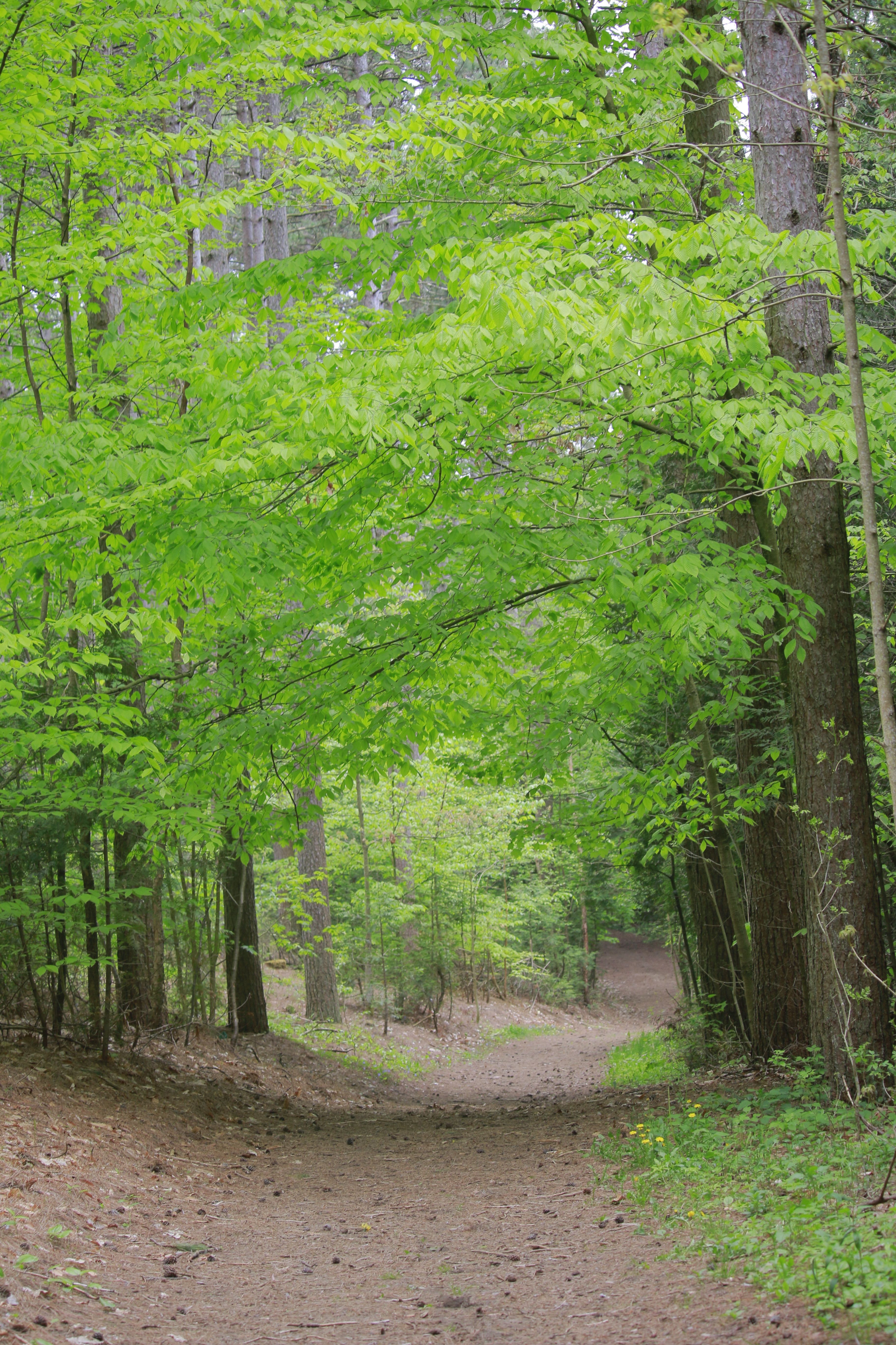 Spring Pathway in Lush Green Forest · Free Stock Photo