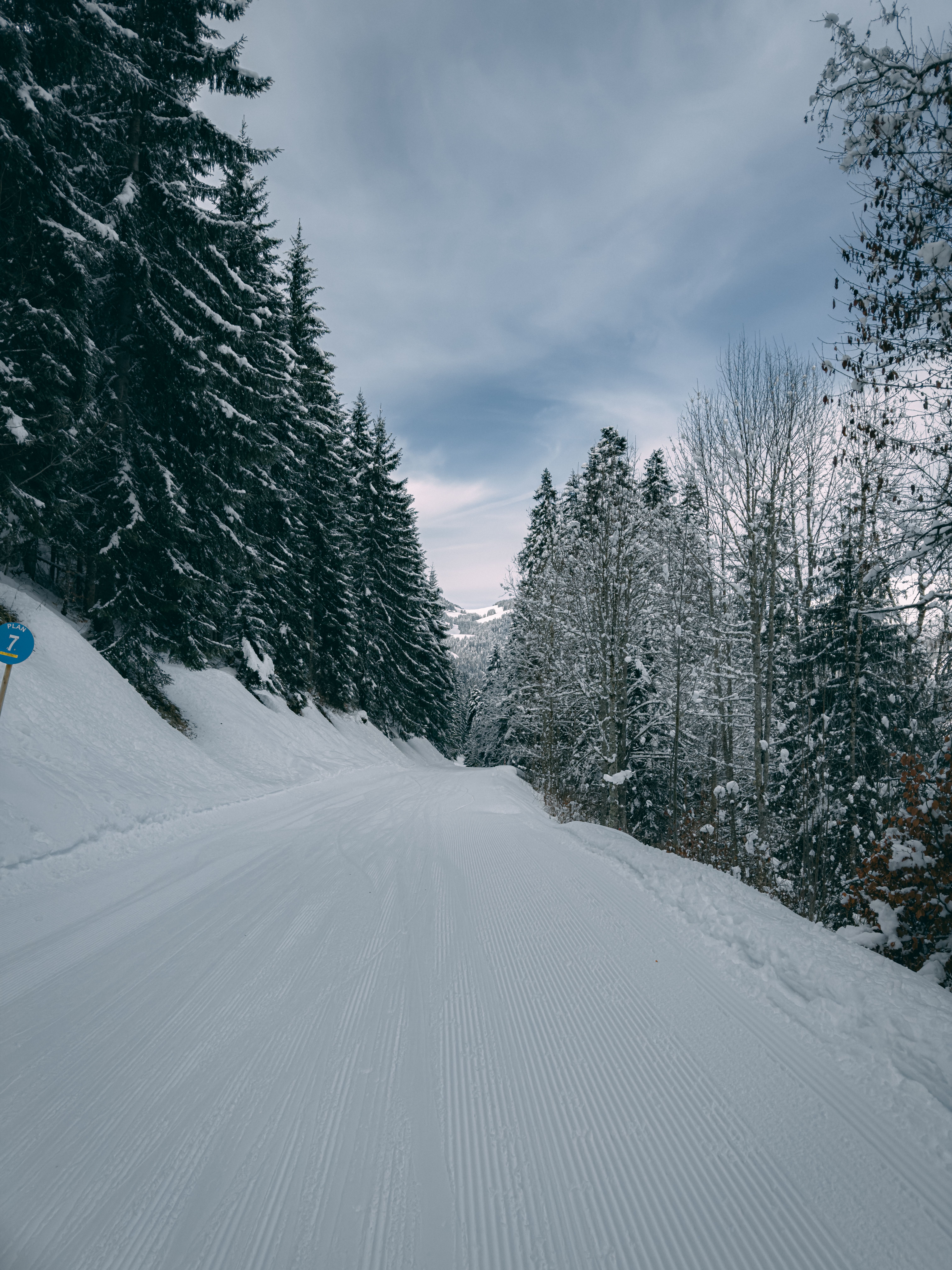 Snowy Forest Pathway in Winter Wonderland · Free Stock Photo
