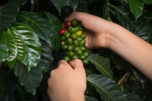 Coffee farm day trip (from Cartagena+) — Cartagena