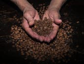 Hands Holding Roasted Coffee Beans on Dark Surface