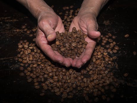 Close-up of hands holding roasted coffee beans in Colombia, highlighting coffee culture.