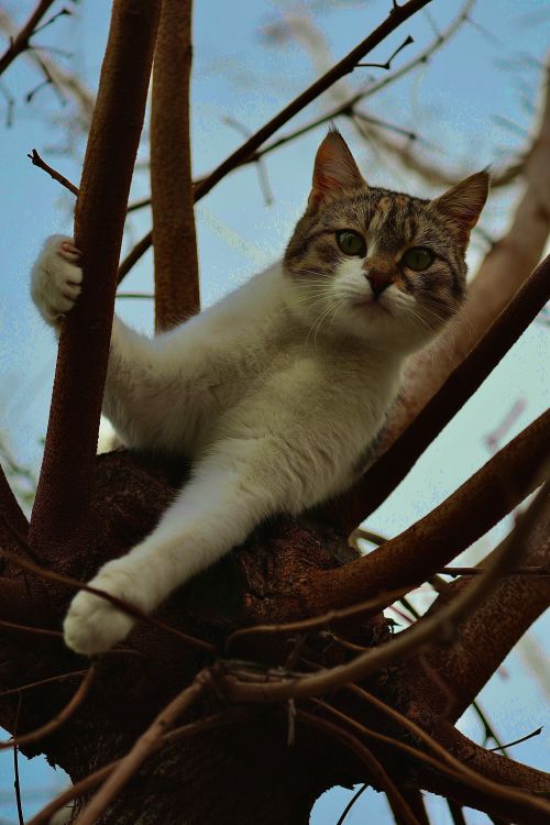 Free A curious cat climbs a tree, enjoying the outdoors on a clear day. Stock Photo