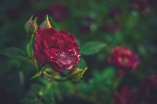 Free A detailed view of a red rose with morning dew in a lush garden setting. Stock Photo