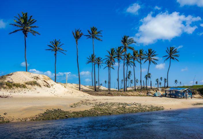 Tranquil beach with palm trees in Maxaranguape, Brazil under clear blue skies.