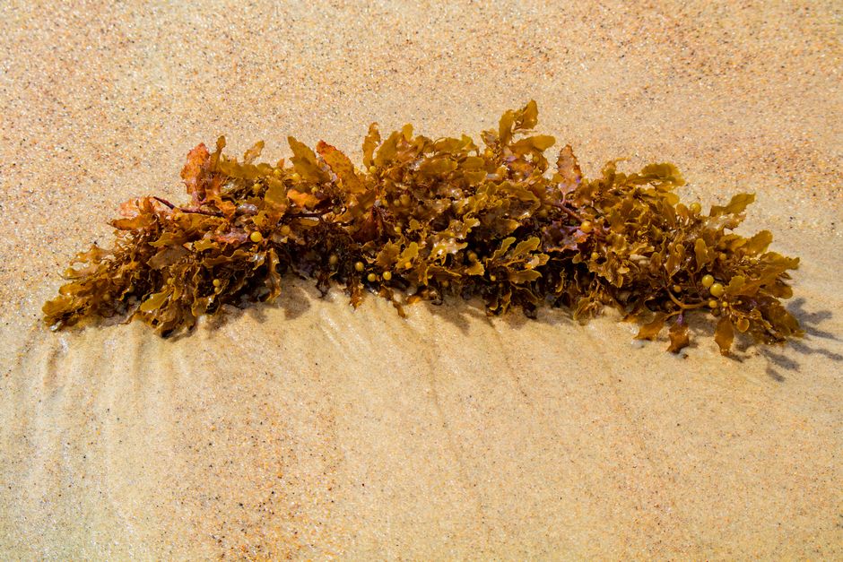 Innovative Mycorefinery Protocol Offers Hope Amid Sargassum Crisis