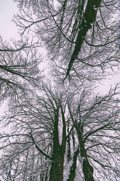 Free A stunning view of snow-laden tree branches in a tranquil winter forest in Bad Hersfeld, Germany. Stock Photo