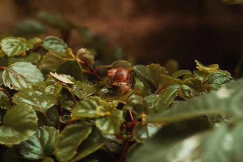 Free Detailed view of a snail resting on lush green leaves in a garden setting. Stock Photo